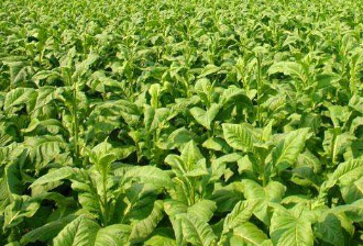 煙草行業(yè)數據分析：2019年1-10月全國卷煙產量為20340.9億支
